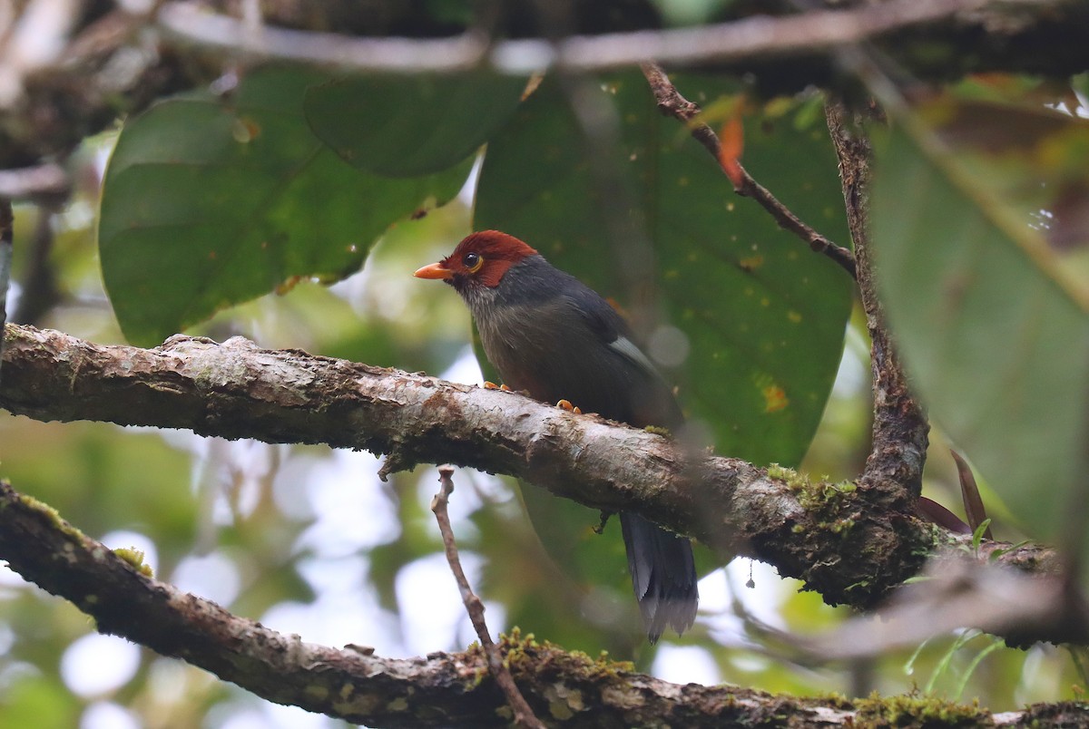 Chestnut-hooded Laughingthrush - ML625547787