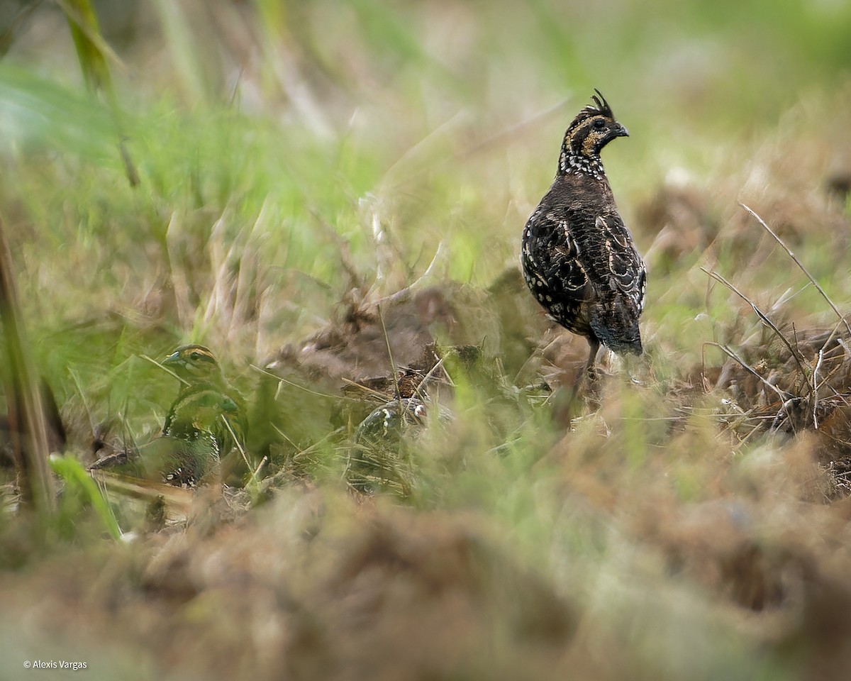 Spot-bellied Bobwhite - ML625547818