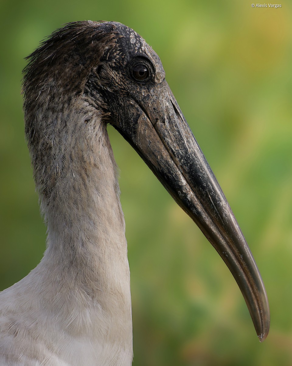 Wood Stork - ML625547833