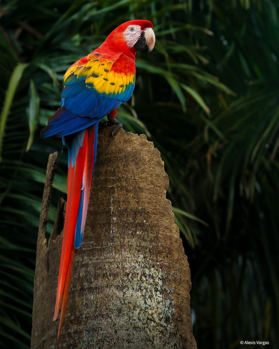 Scarlet Macaw - ML625547855