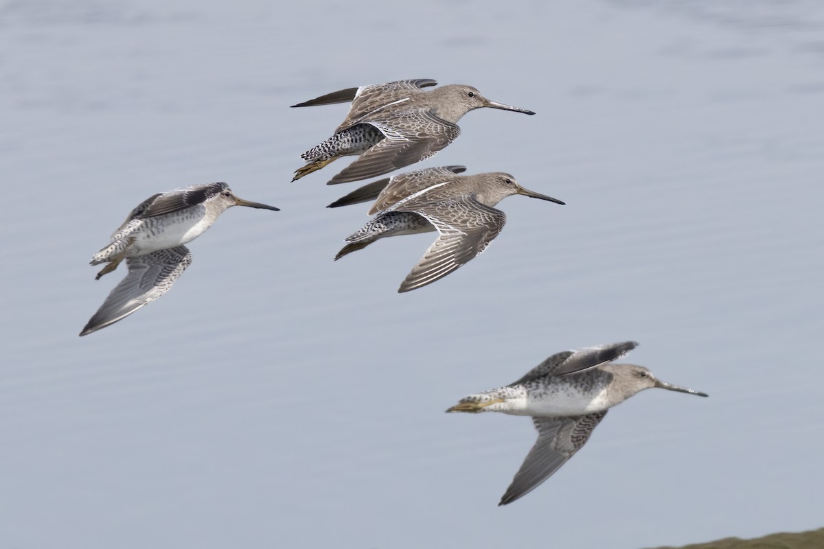 Short-billed Dowitcher - ML625547880