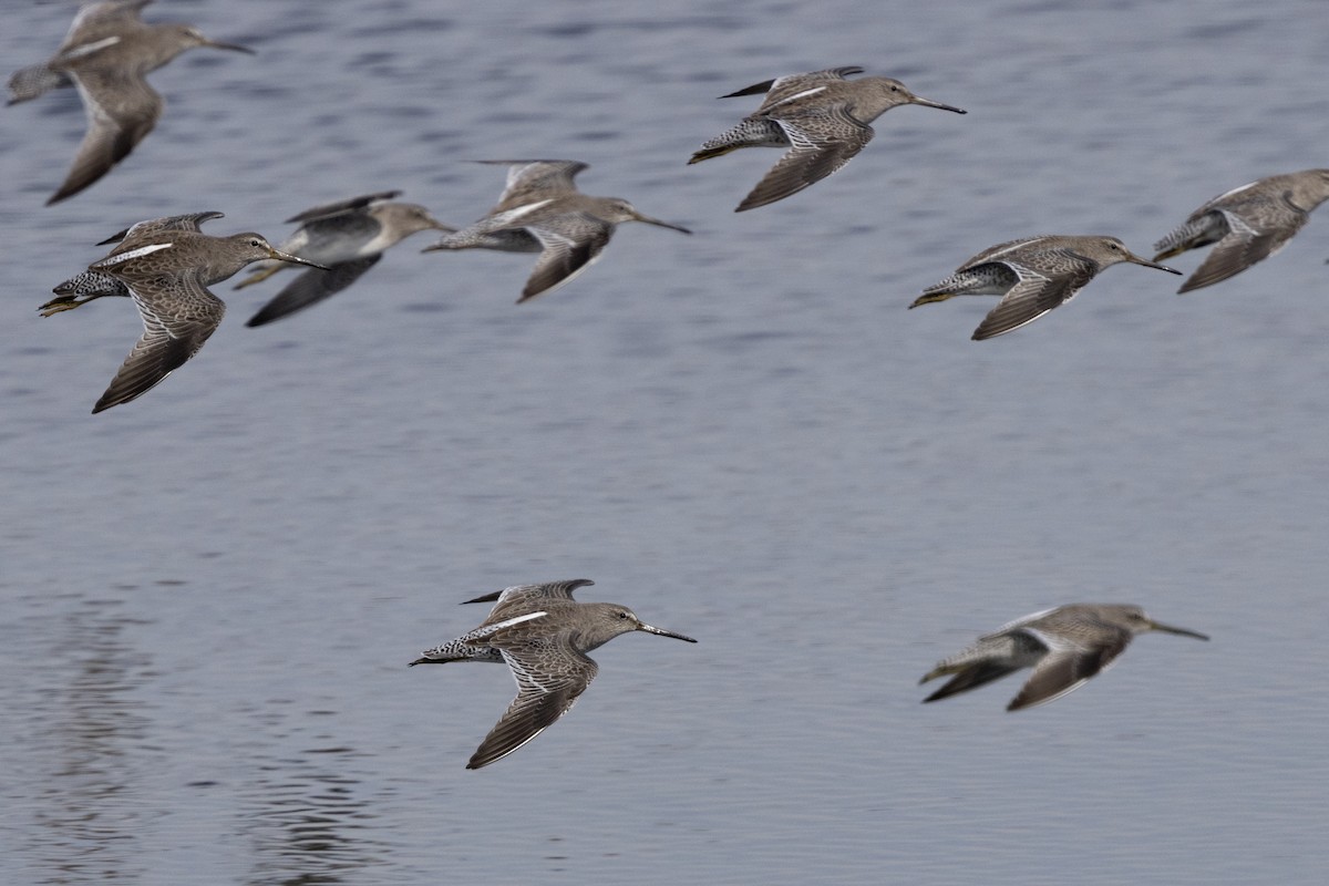 Short-billed Dowitcher - ML625547881