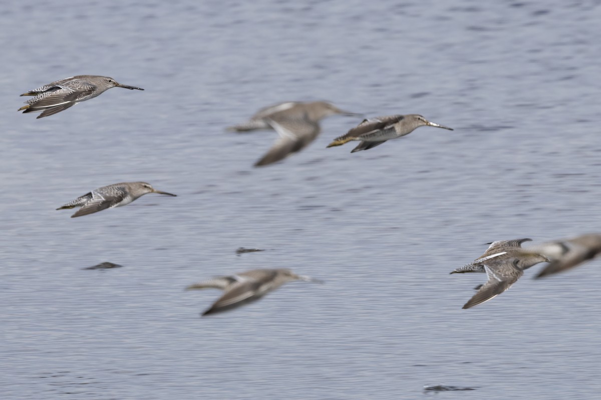 Short-billed Dowitcher - ML625547882