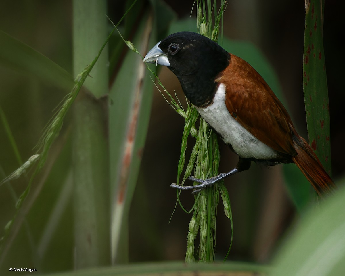 Tricolored Munia - ML625547894