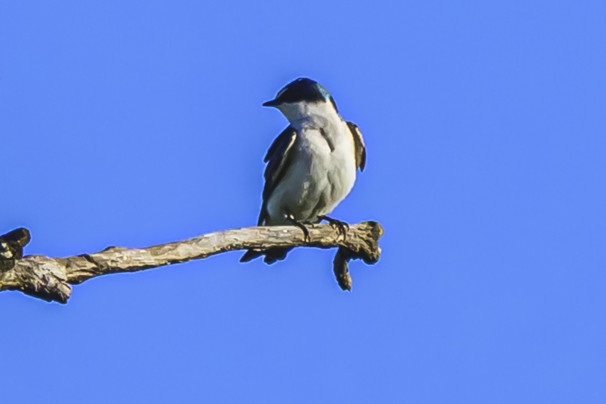 White-rumped Swallow - ML625547916