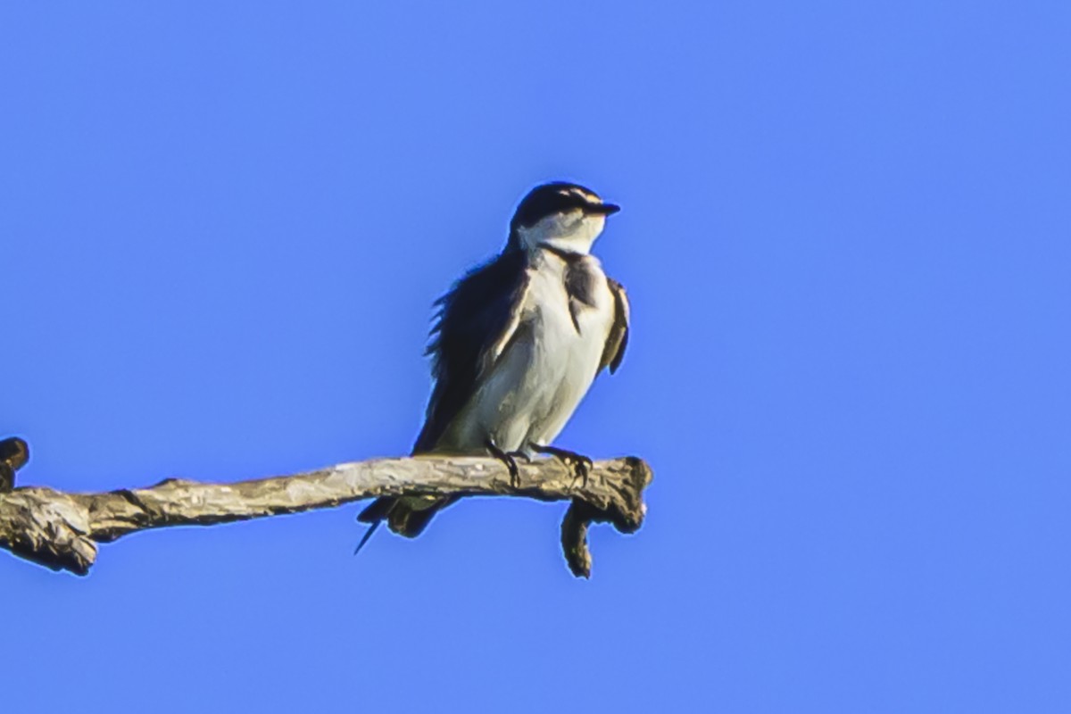 White-rumped Swallow - ML625547918