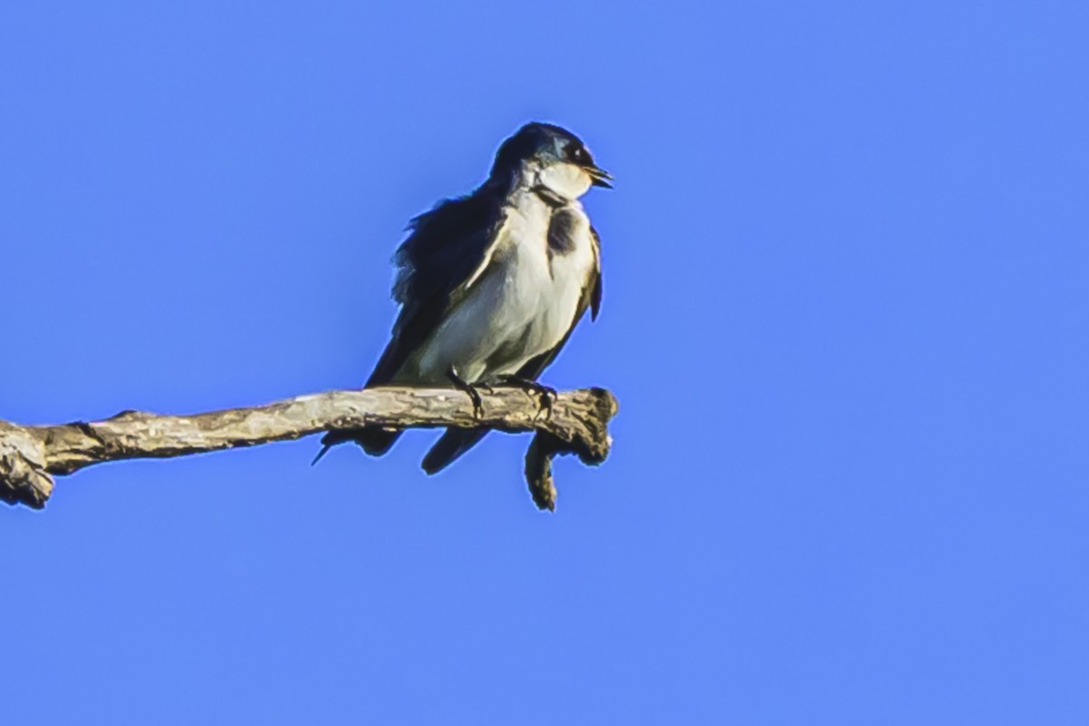 White-rumped Swallow - ML625547919