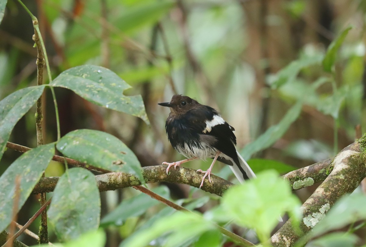 Bornean Forktail - ML625547933