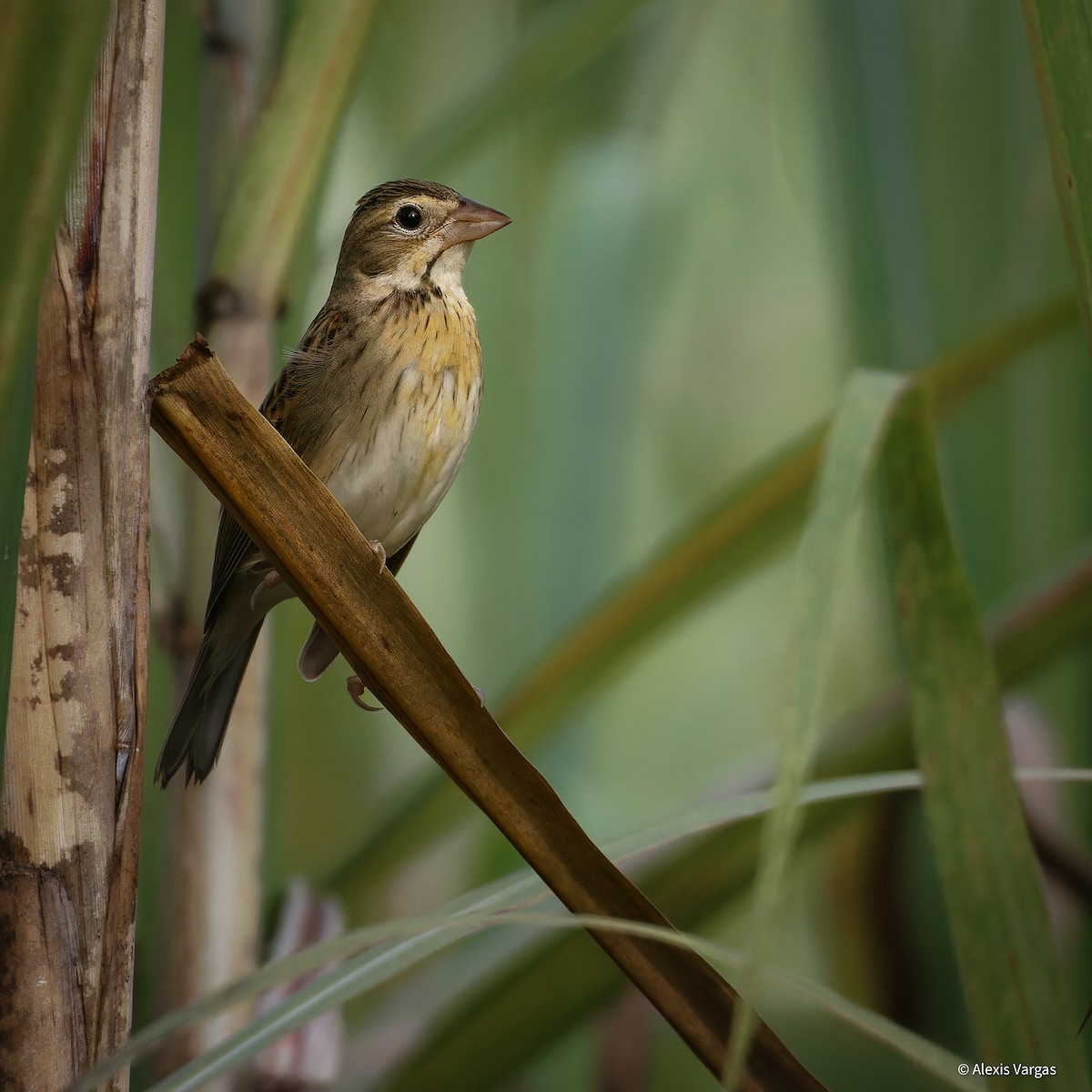 Dickcissel - ML625547943
