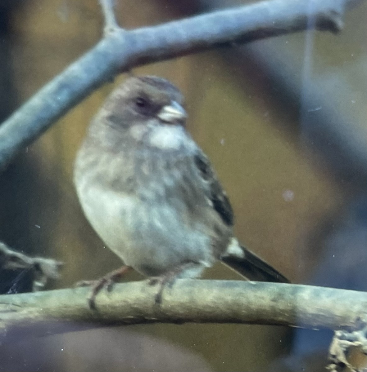 Dark-eyed Junco x White-throated Sparrow (hybrid) - ML625547948