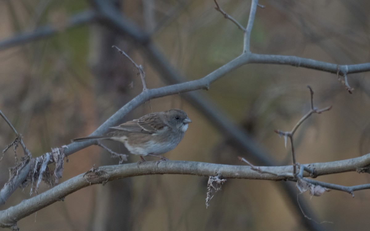 Dark-eyed Junco x White-throated Sparrow (hybrid) - ML625547950