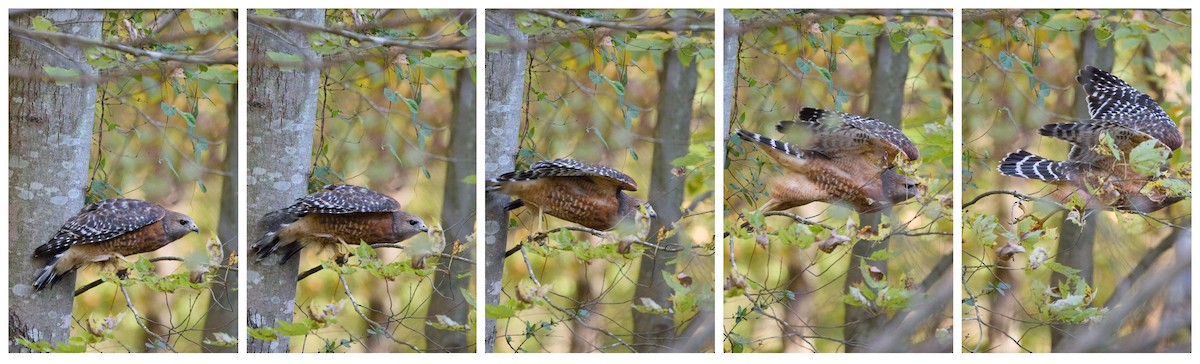 Red-shouldered Hawk - ML625548005