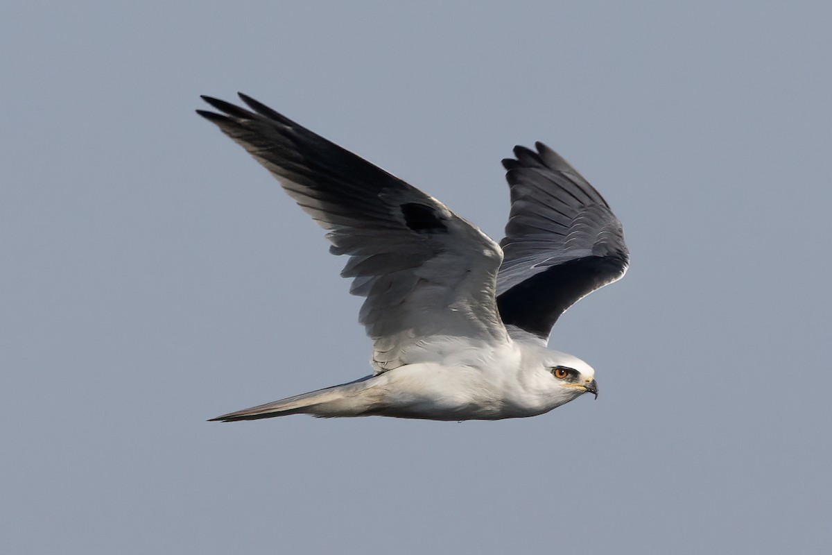 White-tailed Kite - Anonymous