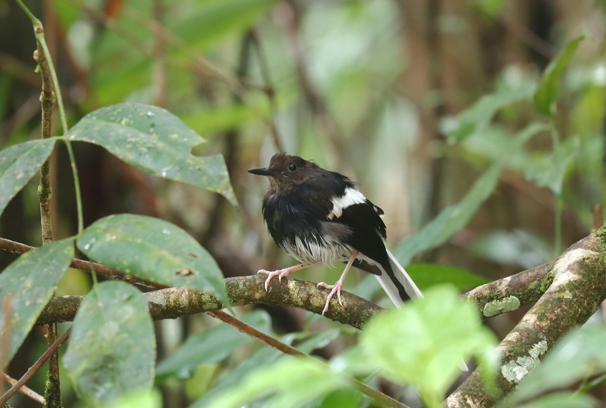 Bornean Forktail - Wayne Paes