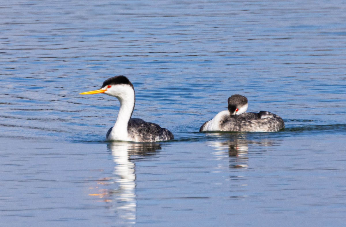 Clark's Grebe - ML625548237