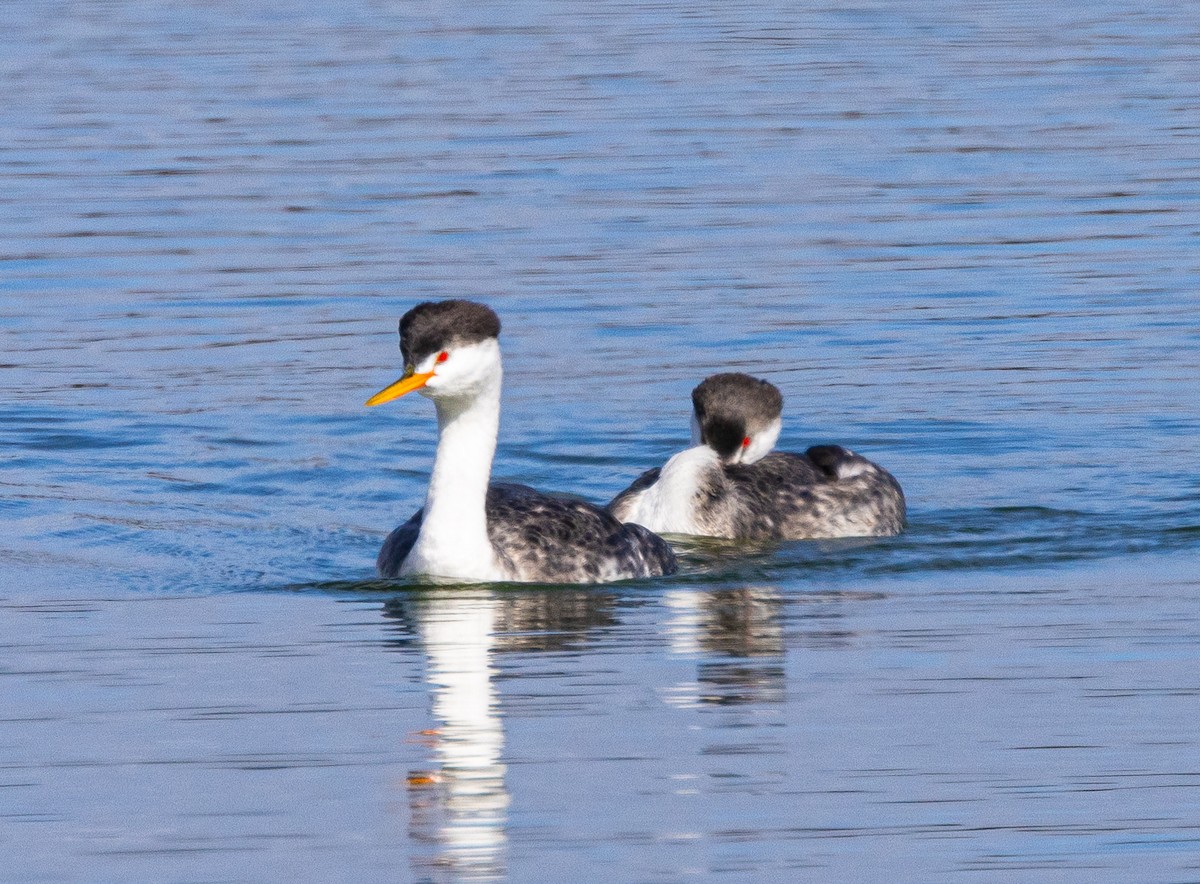 Clark's Grebe - ML625548249