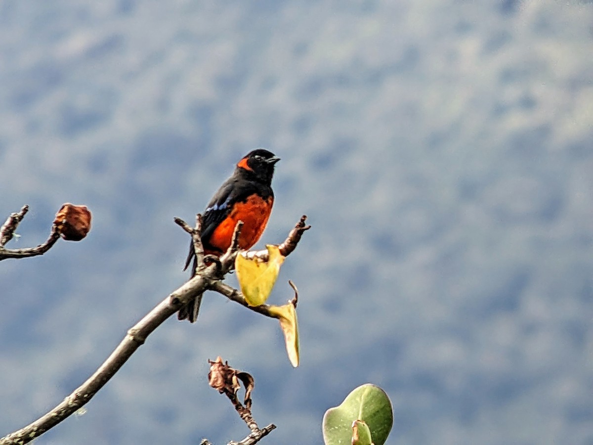 Scarlet-bellied Mountain Tanager - ML625548257