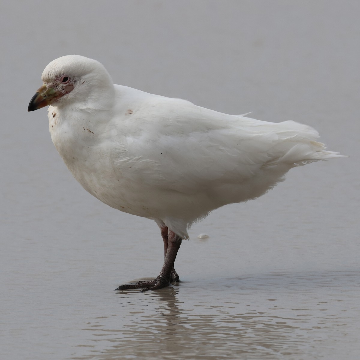 Snowy Sheathbill - ML625548288