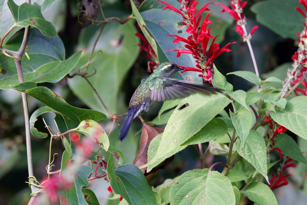 Colibri de Sybil - ML625548314