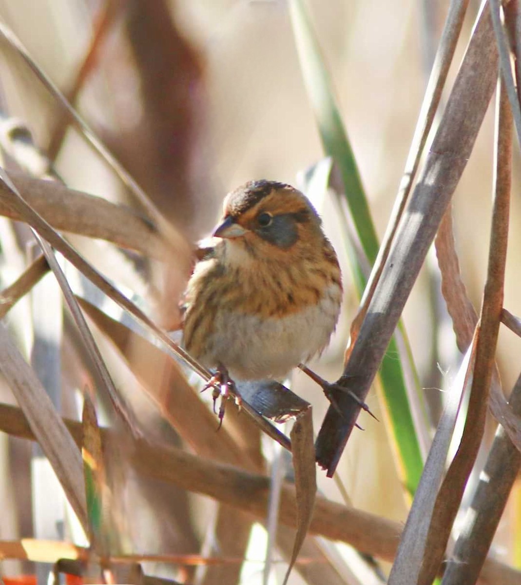 Nelson's Sparrow - ML625548316