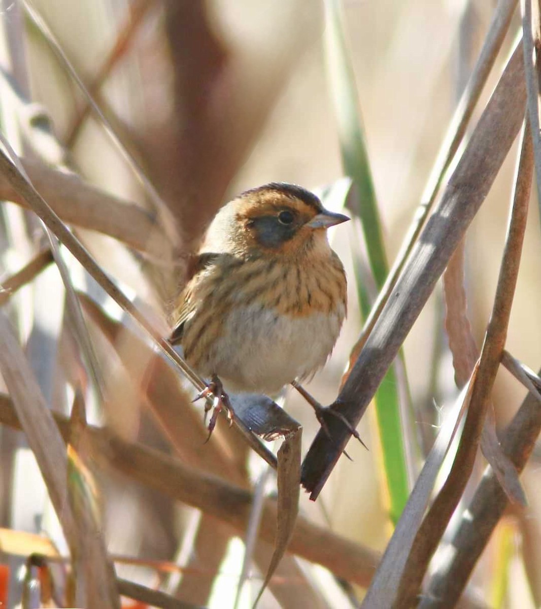 Nelson's Sparrow - ML625548331