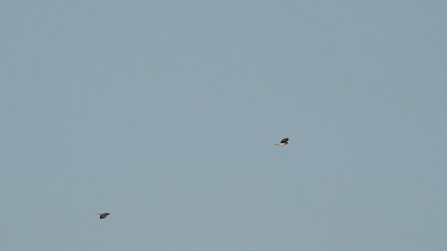 Blue Jay - ML625548343
