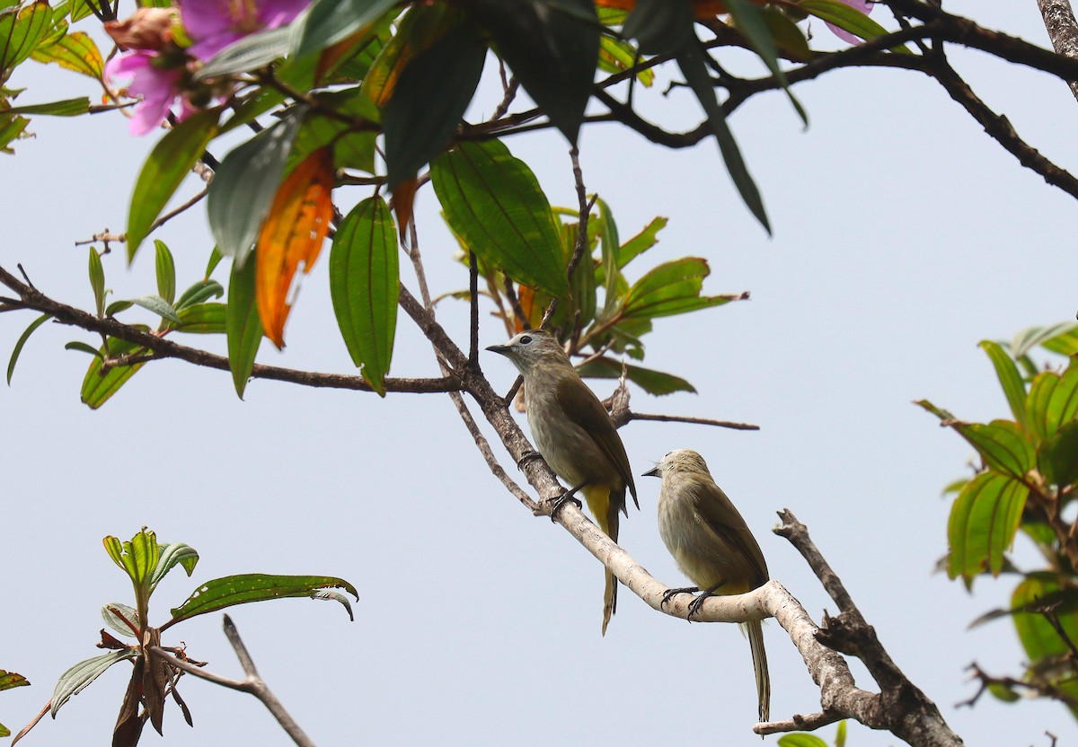 Pale-faced Bulbul - ML625548374