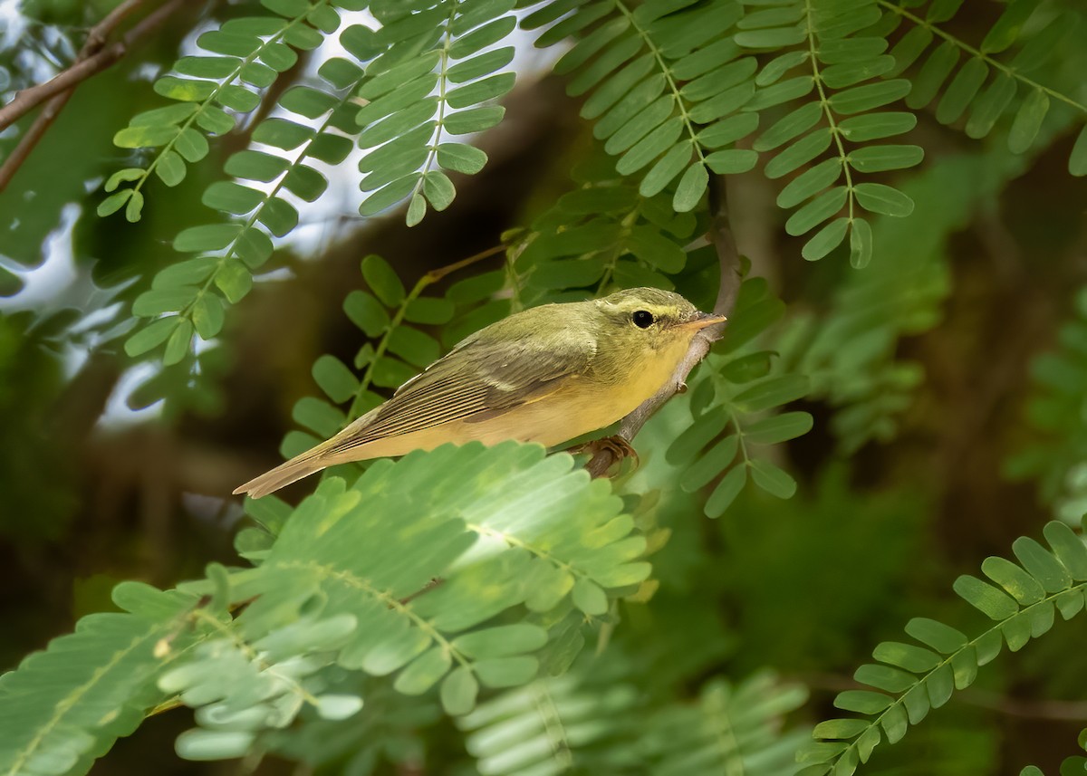 Green Warbler - Kurt Hillman