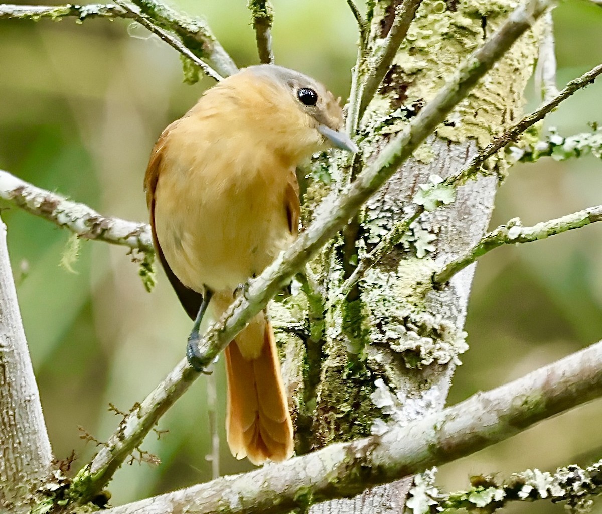 Chestnut-crowned Becard - ML625548474