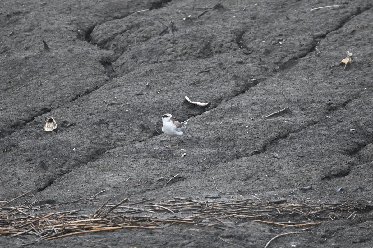 Forster's Tern - ML625548620