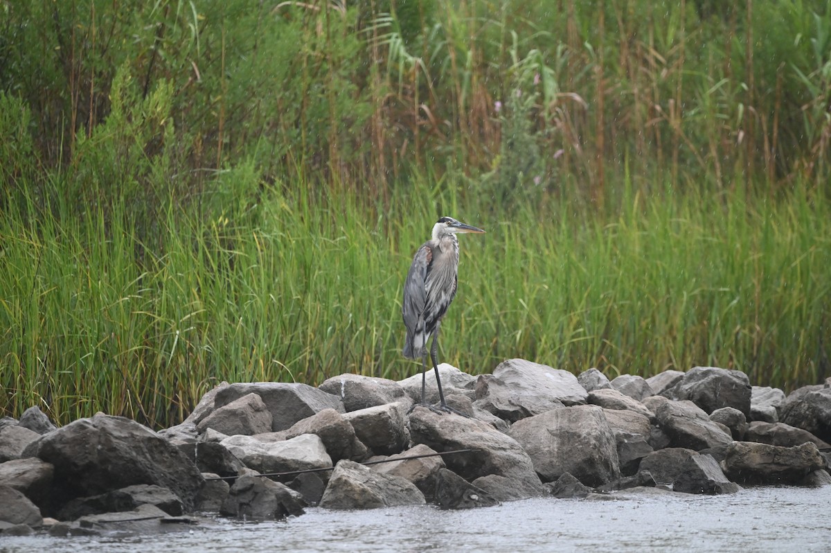 Great Blue Heron - ML625548637