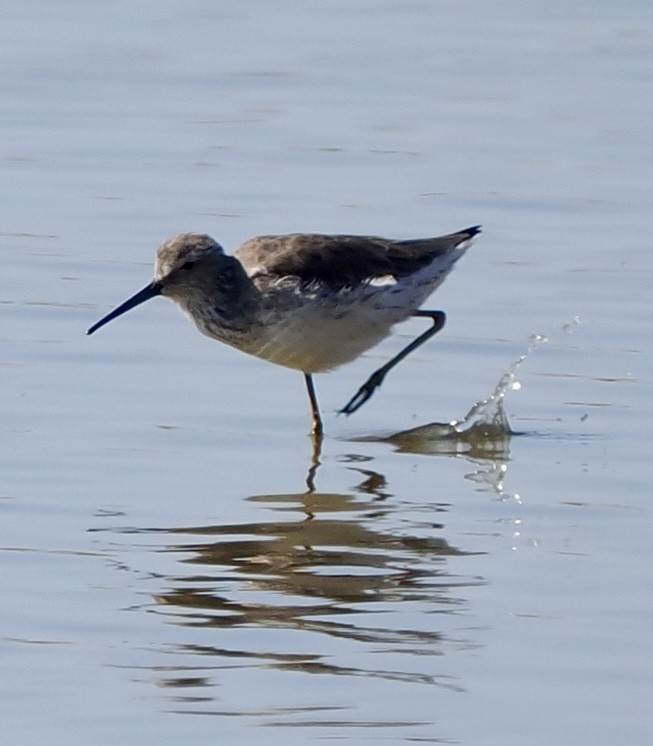 Stilt Sandpiper - ML625548653