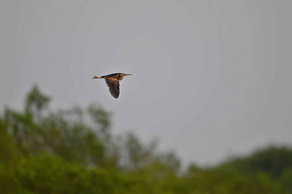 Least Bittern - ML625548657