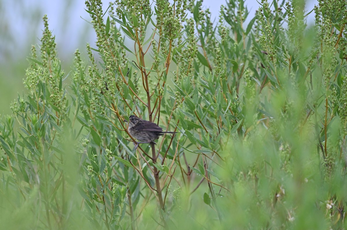 Seaside Sparrow - ML625548665