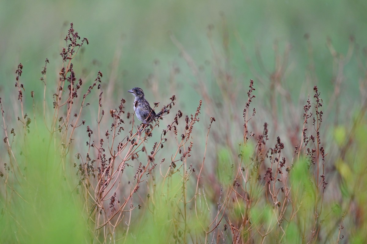 Seaside Sparrow - ML625548666