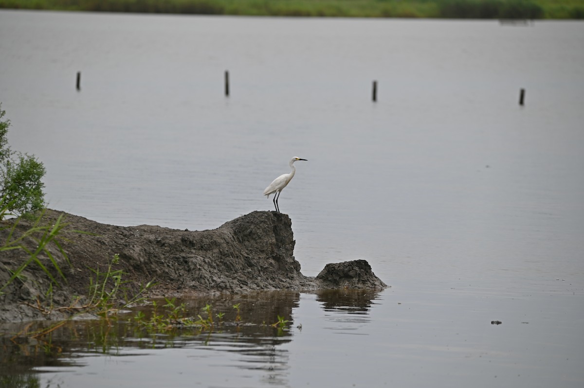 Snowy Egret - ML625548671