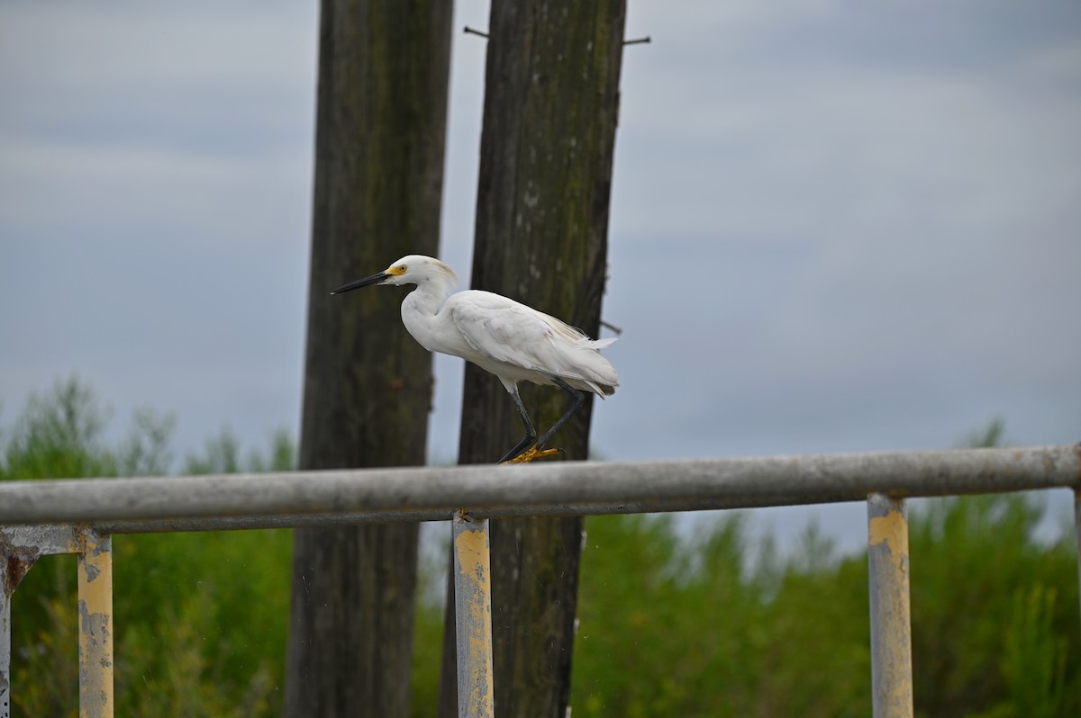 Snowy Egret - Jody Shugart