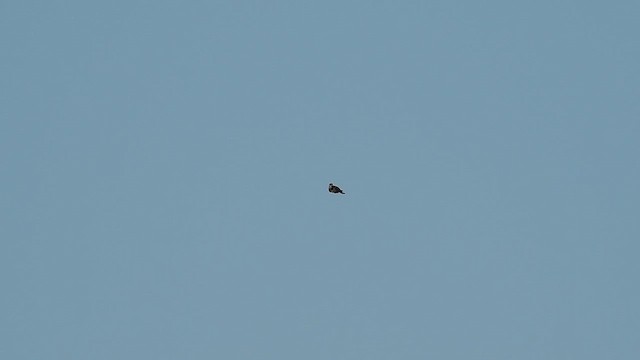 Blue Jay - ML625548684