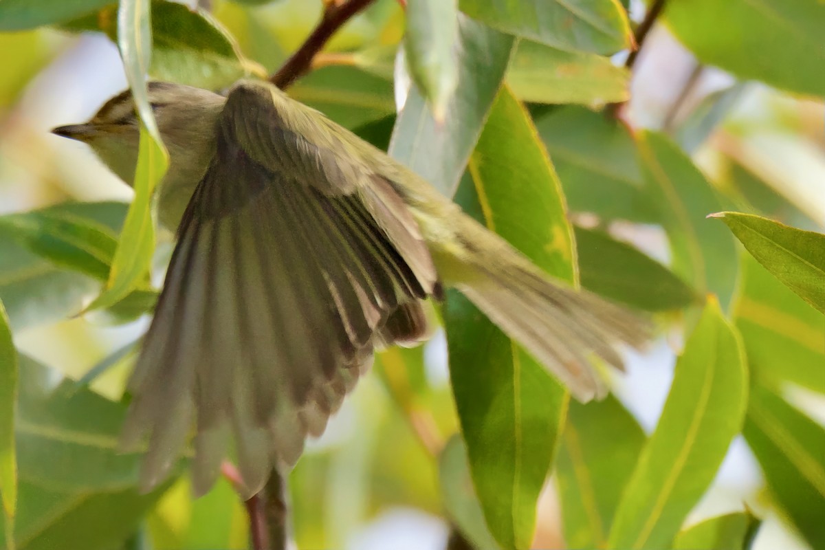 Warbling Vireo - ML625548735