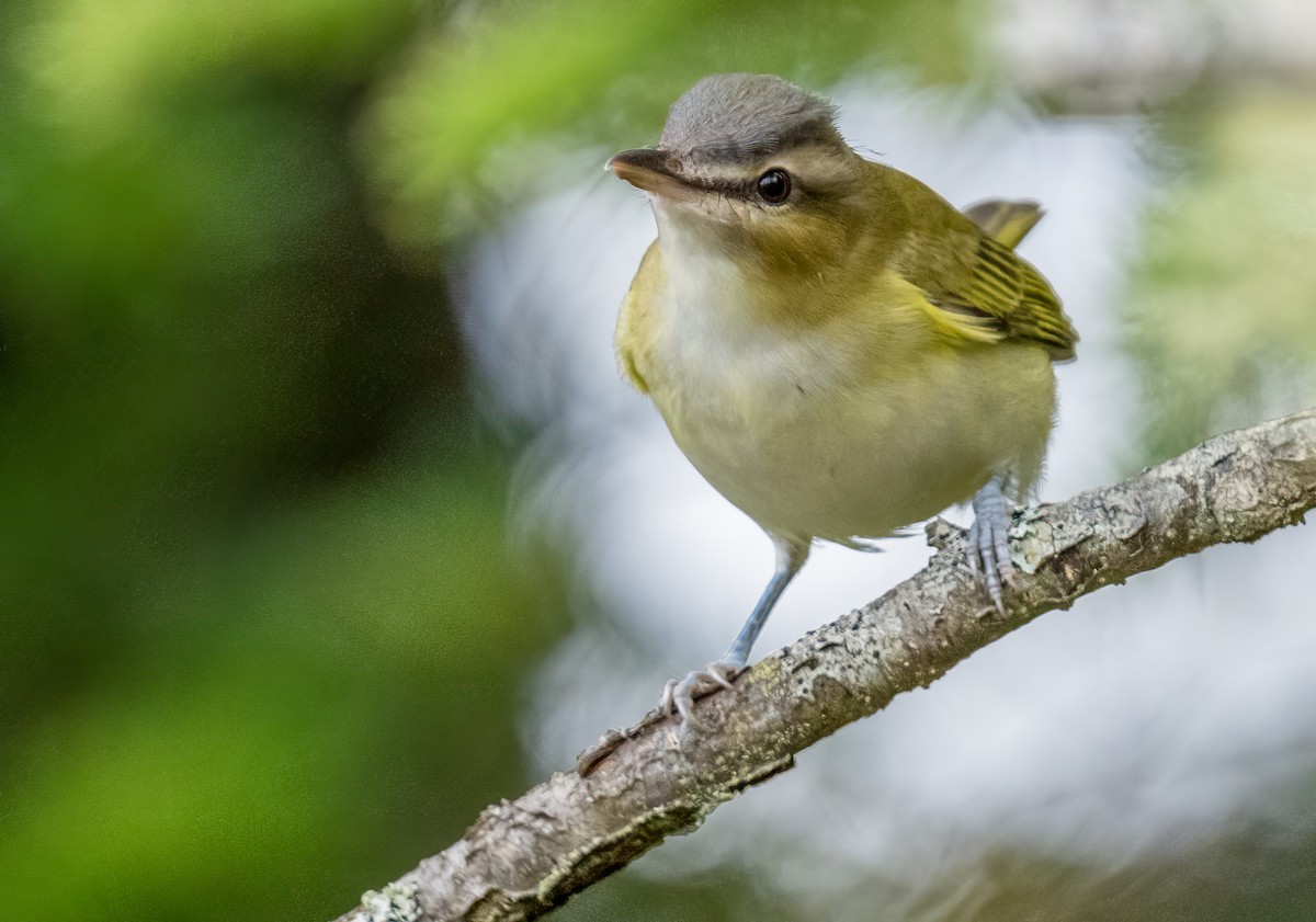 Red-eyed Vireo - ML625548750