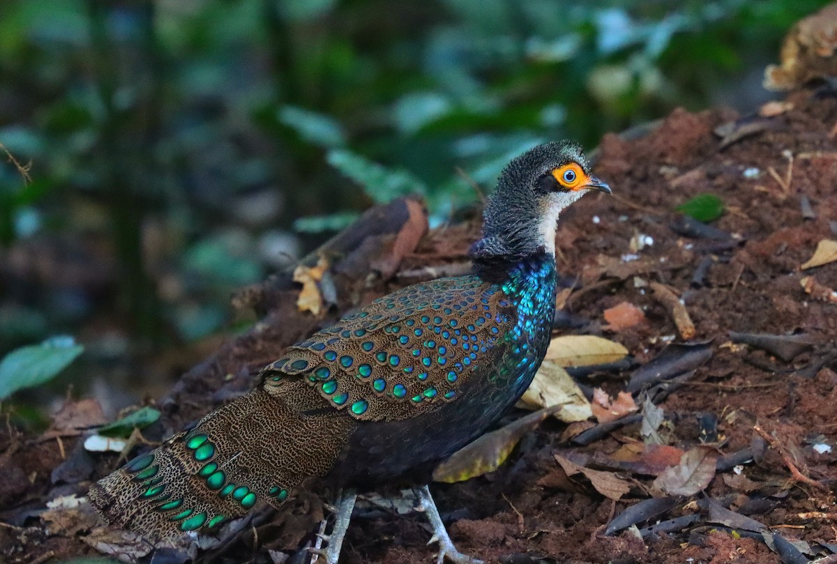 Bornean Peacock-Pheasant - ML625548794