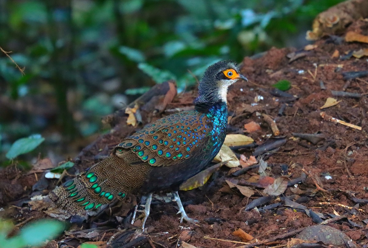 Bornean Peacock-Pheasant - ML625548795