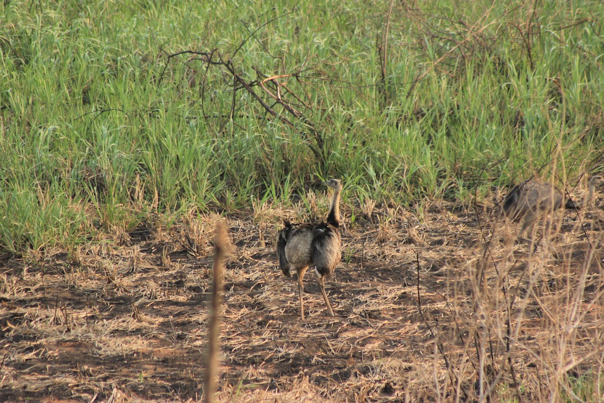 Greater Rhea - ML625548824