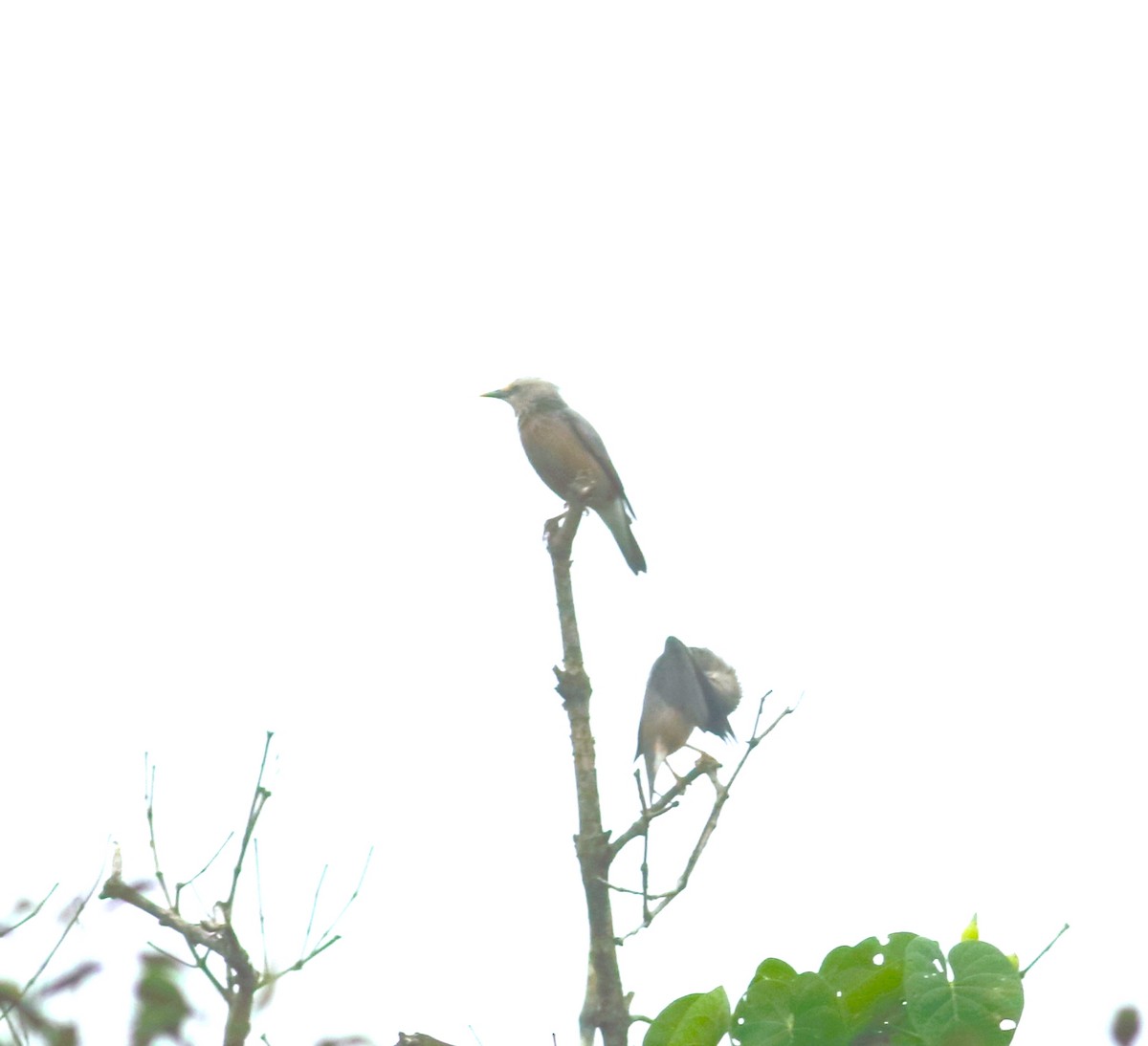 Malabar Starling - ML625548837