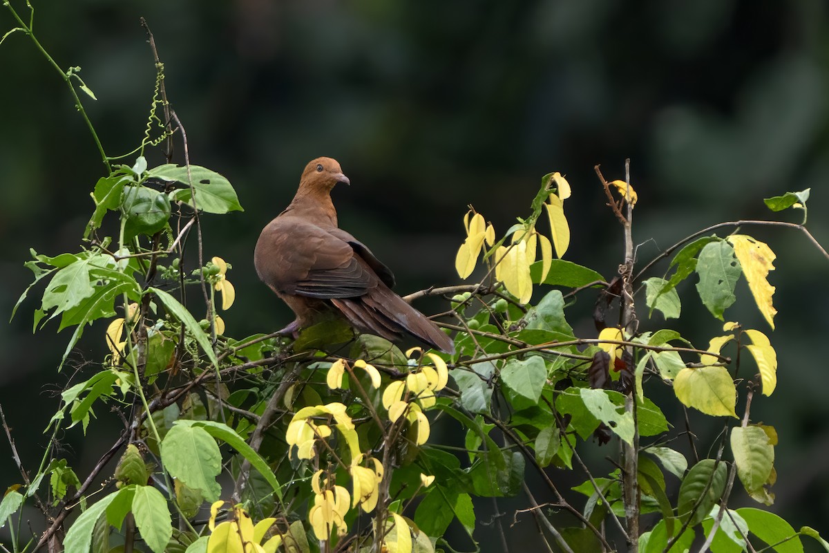 Barusan Cuckoo-Dove - ML625548897