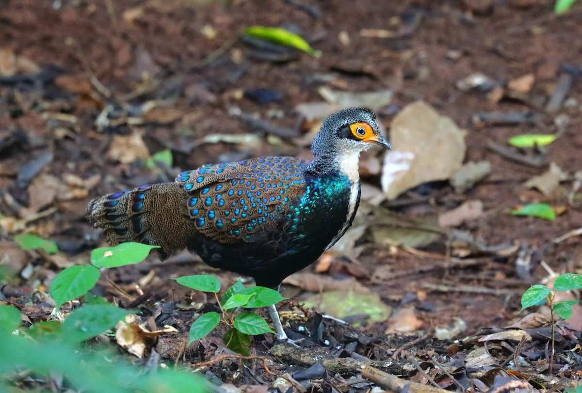 Bornean Peacock-Pheasant - ML625548913