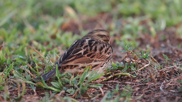 Savannah Sparrow - ML625548951