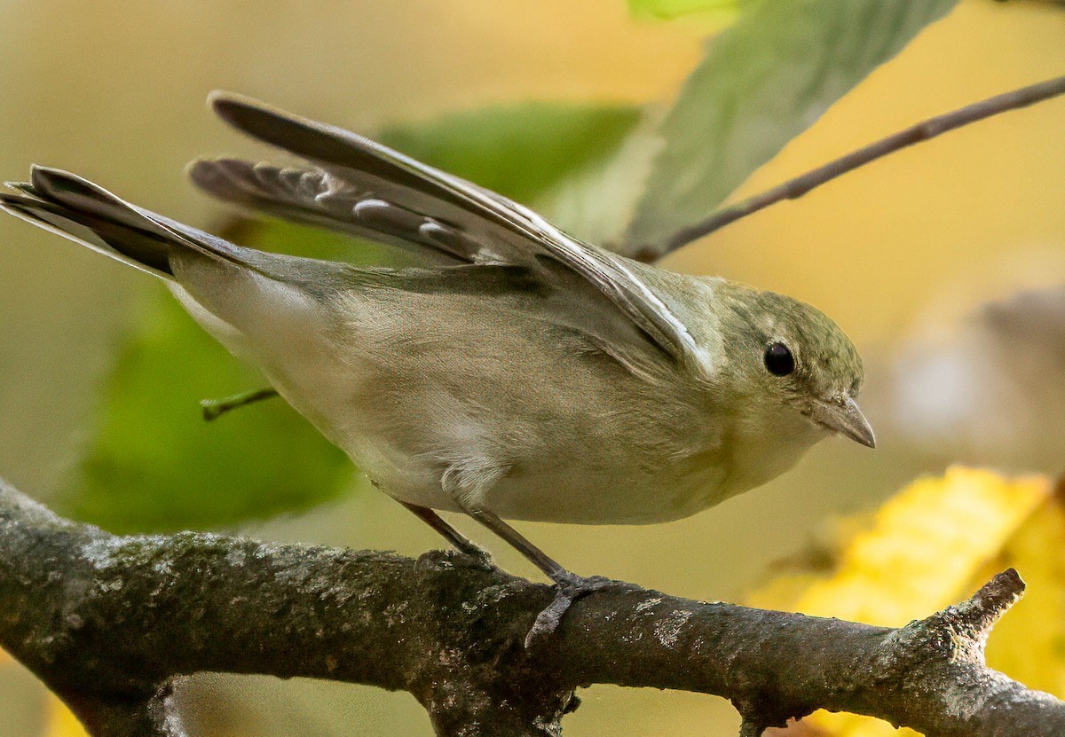 Bay-breasted Warbler - ML625548965