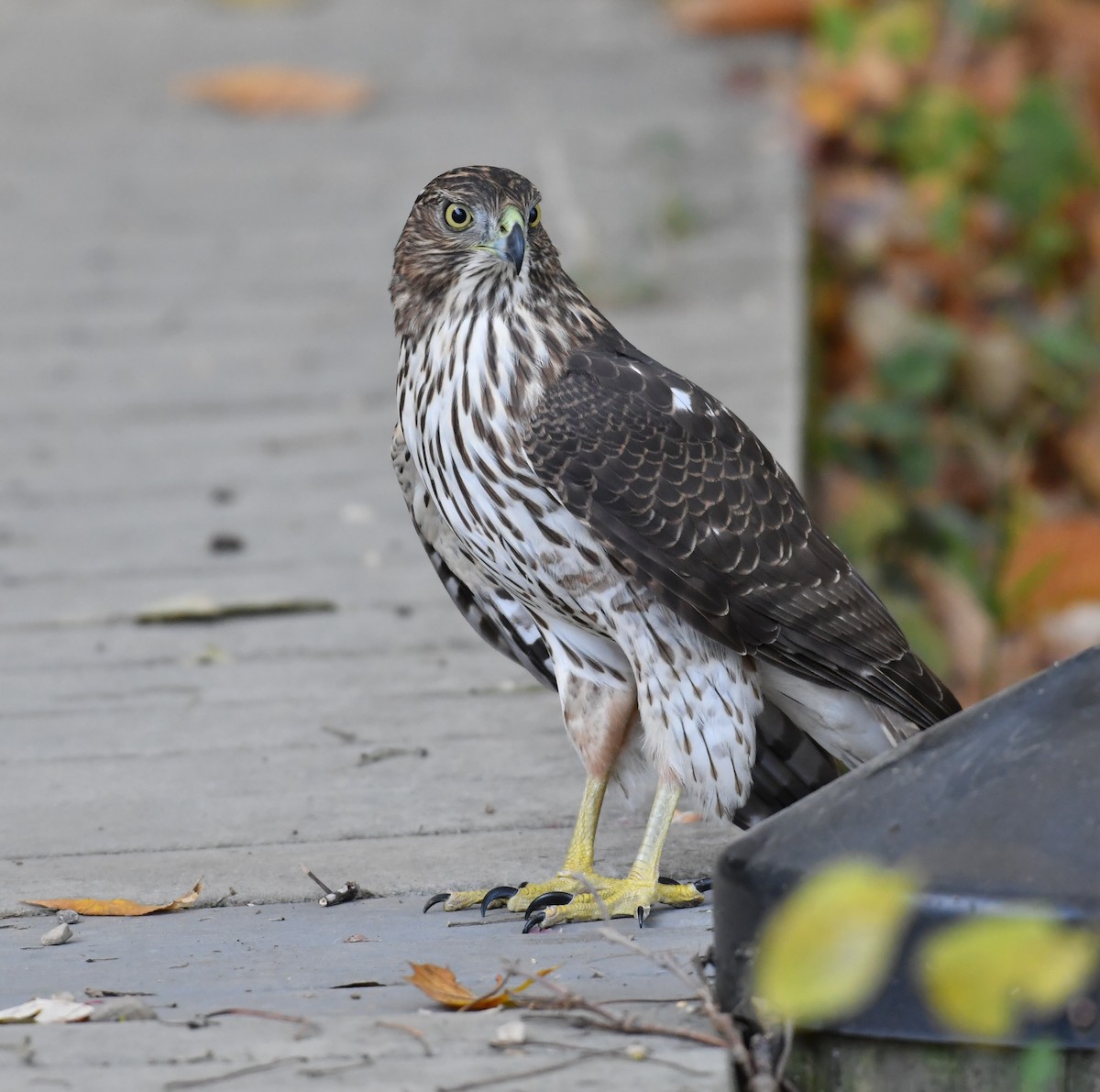 jestřáb americký - ML625548986