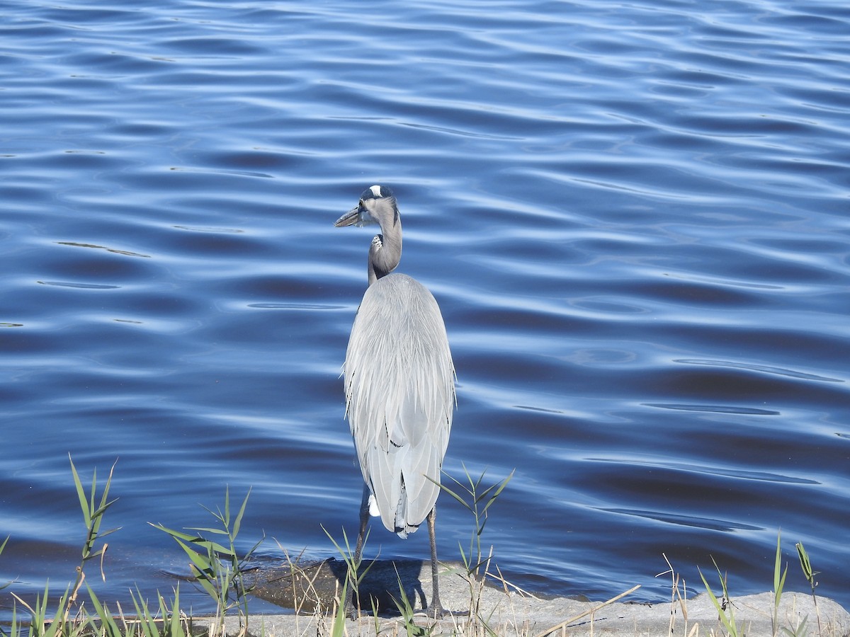 Great Blue Heron - ML625549168